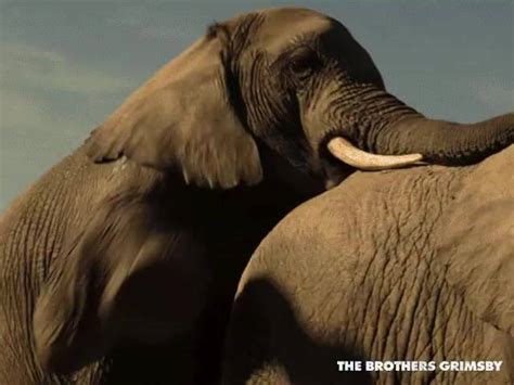 grimsby elephant scene|Elephants need love too See the extended elephant scene when。